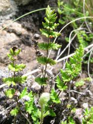 Cheilanthes distans. Mature plant growing terrestrially.
 Image: L.R. Perrie © Te Papa CC BY-NC 3.0 NZ